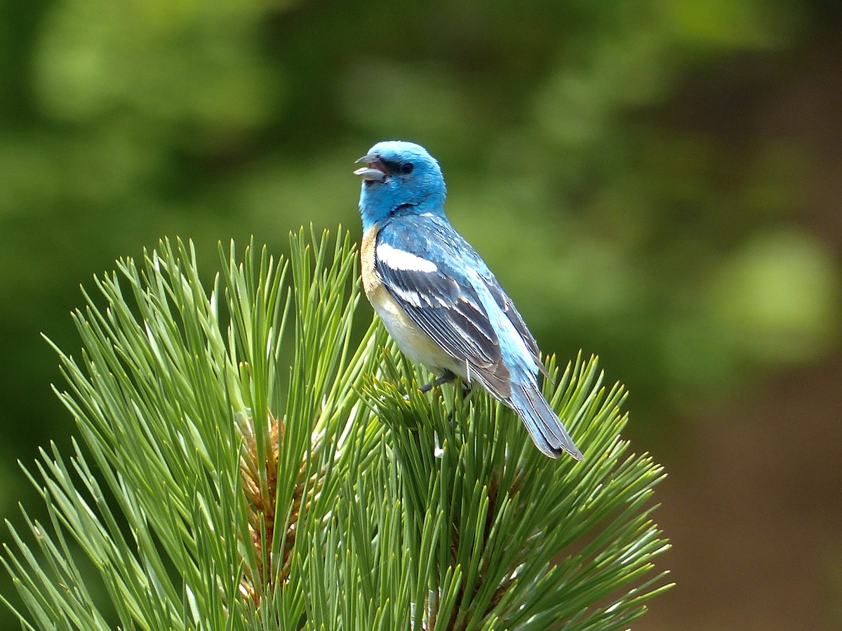 Lazuli Bunting - ML622289560