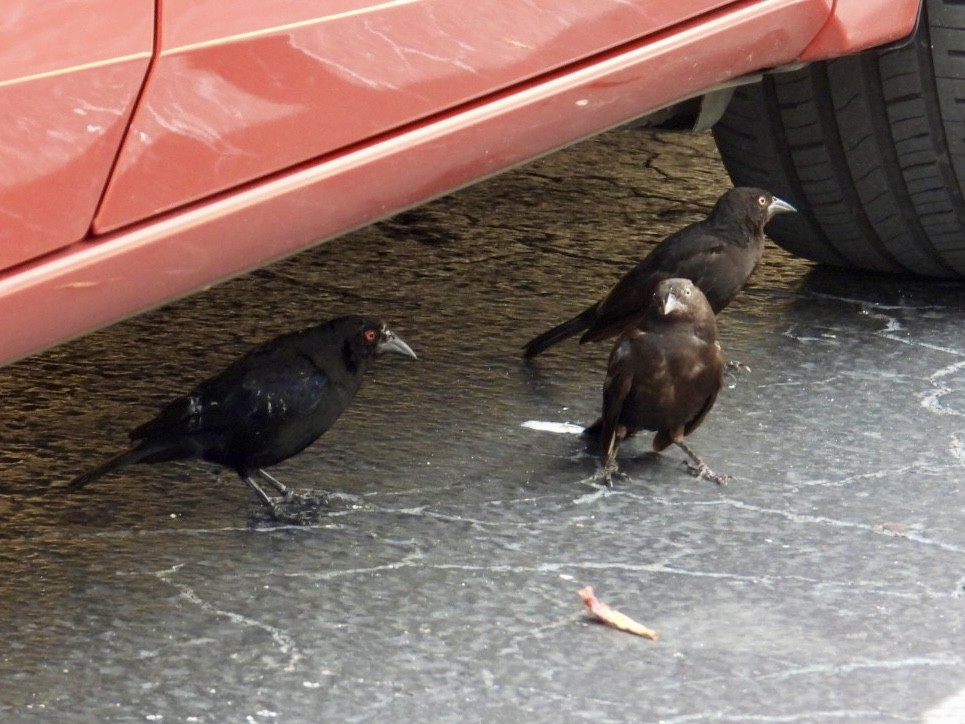 Bronzed Cowbird - Elizabeth Stakenborg