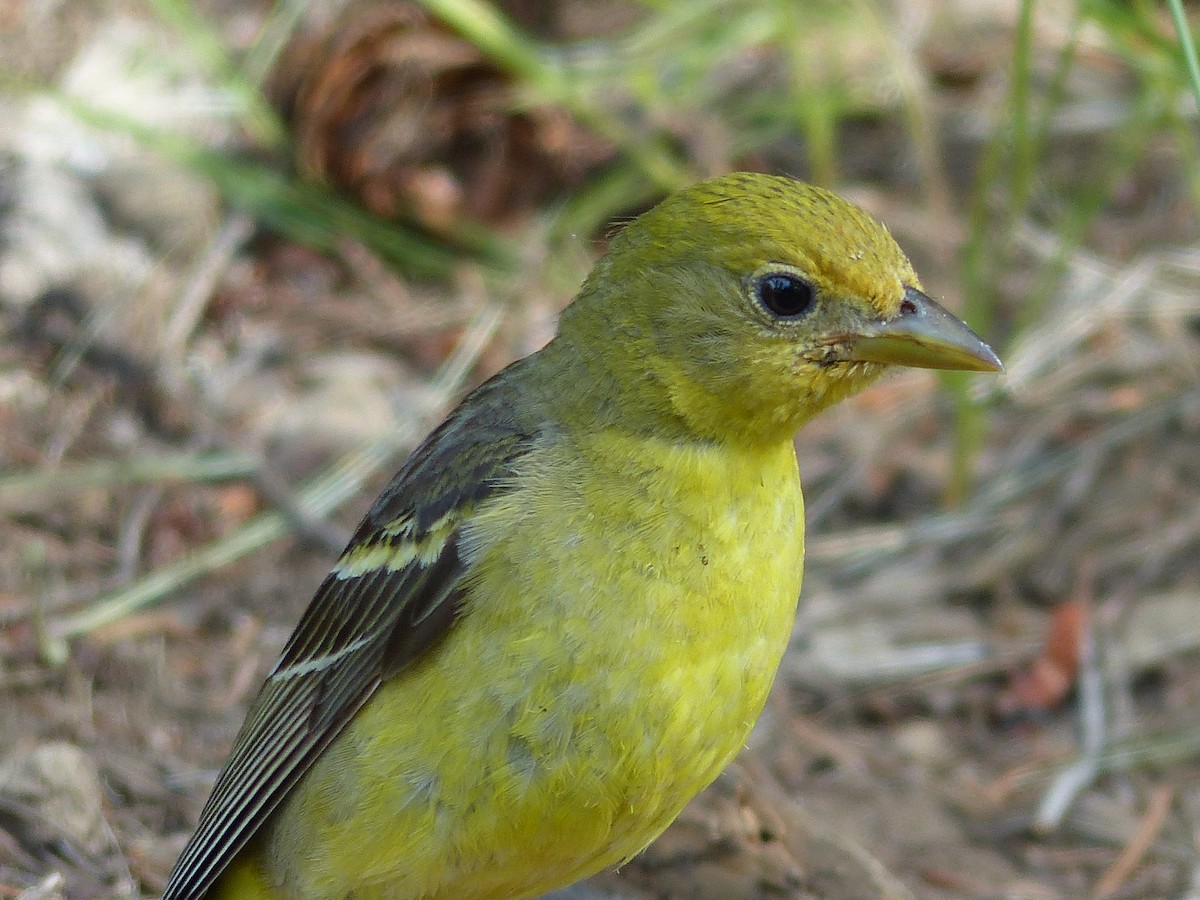 Western Tanager - ML622289564