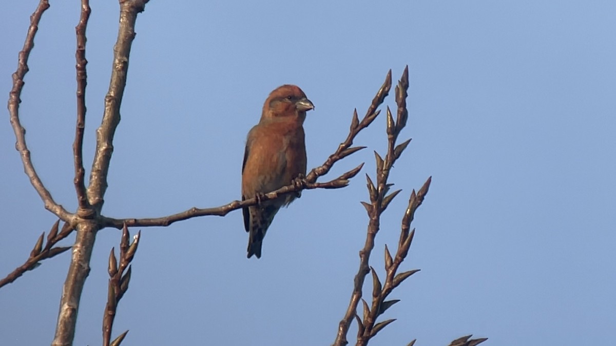 Red Crossbill - ML622289586