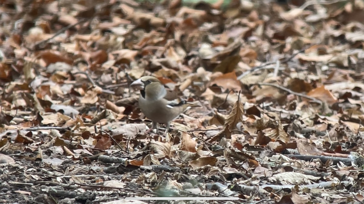 Hawfinch - ML622289590