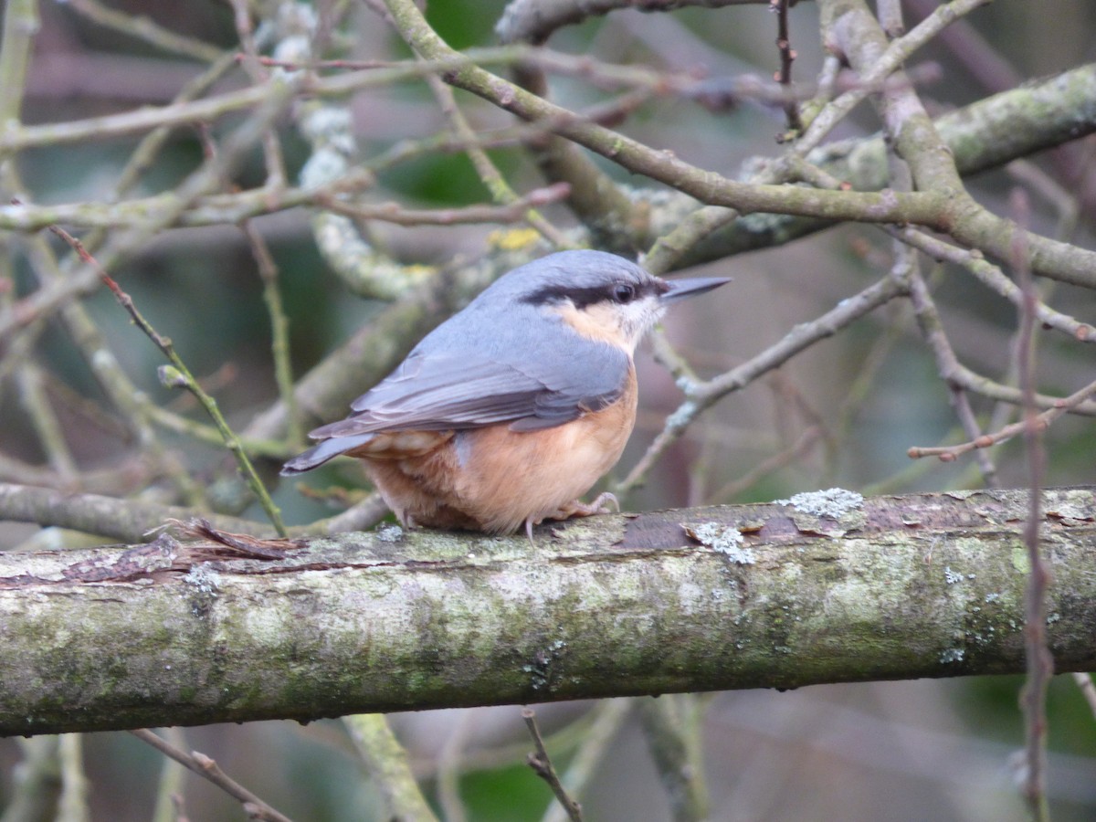 Eurasian Nuthatch - ML622289599