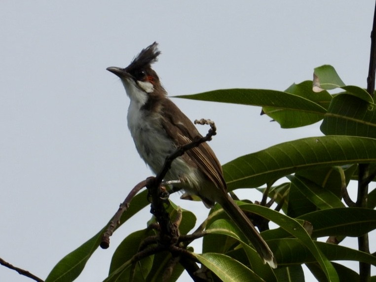 Red-whiskered Bulbul - ML622289613