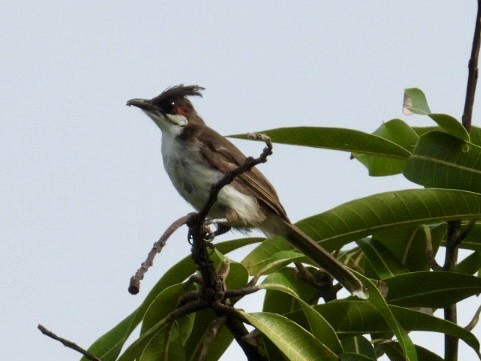 Red-whiskered Bulbul - ML622289614