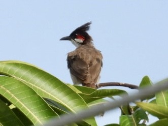 Red-whiskered Bulbul - ML622289615