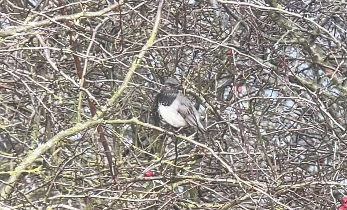 Black-throated Thrush - ML622289616