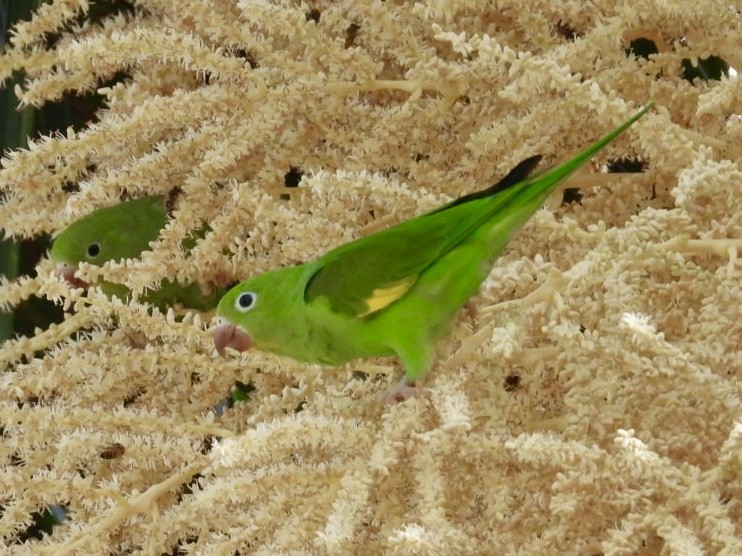 Yellow-chevroned Parakeet - ML622289625