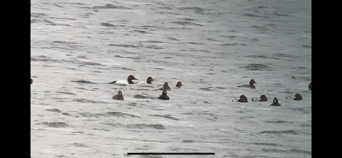 Canvasback - ML622289645