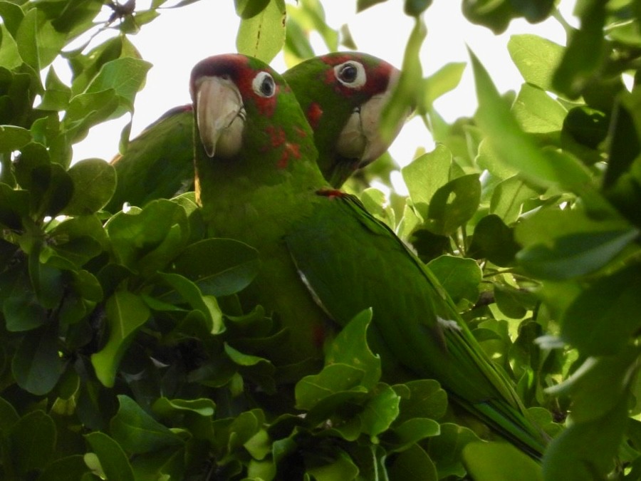 Mitred Parakeet - Elizabeth Stakenborg