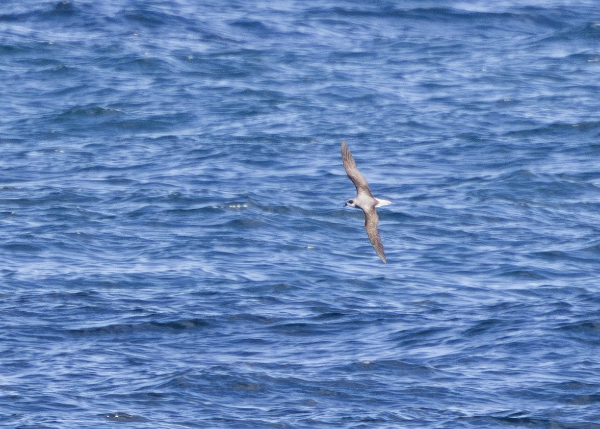 Fea's Petrel (Desertas) - ML622289660