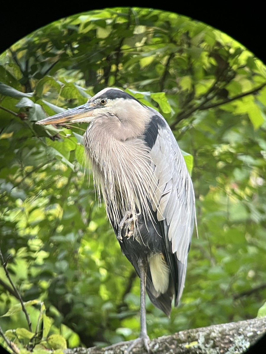 Great Blue Heron (Great Blue) - ML622289697