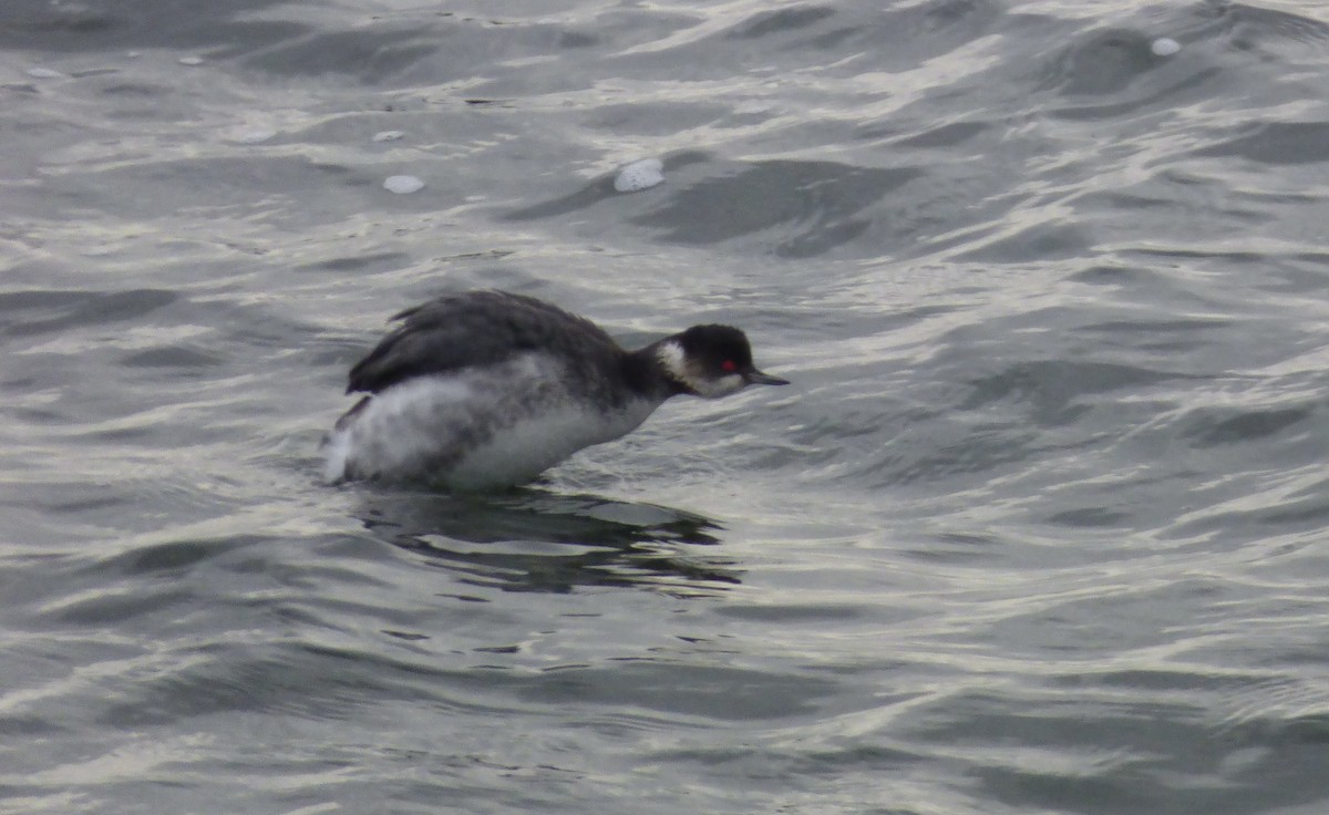 Eared Grebe - ML622289770