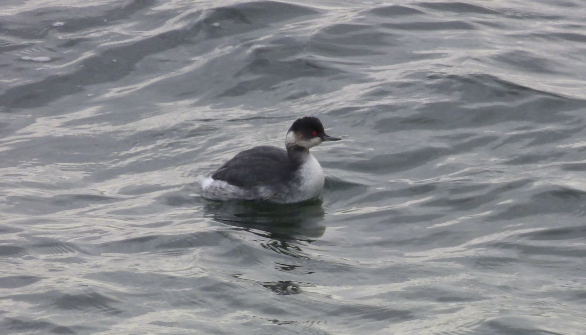 Eared Grebe - ML622289771