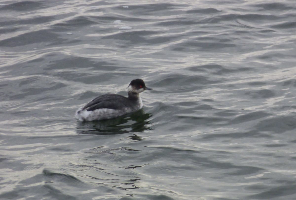 Eared Grebe - ML622289772