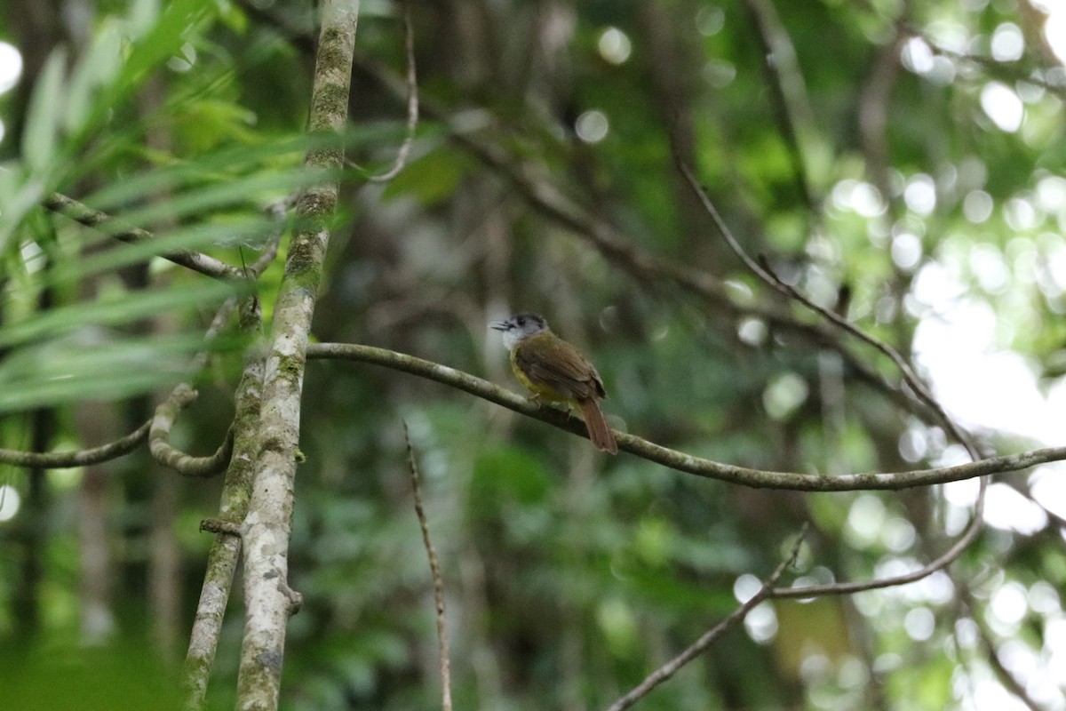 Yellow-bellied Bulbul - ML622289784