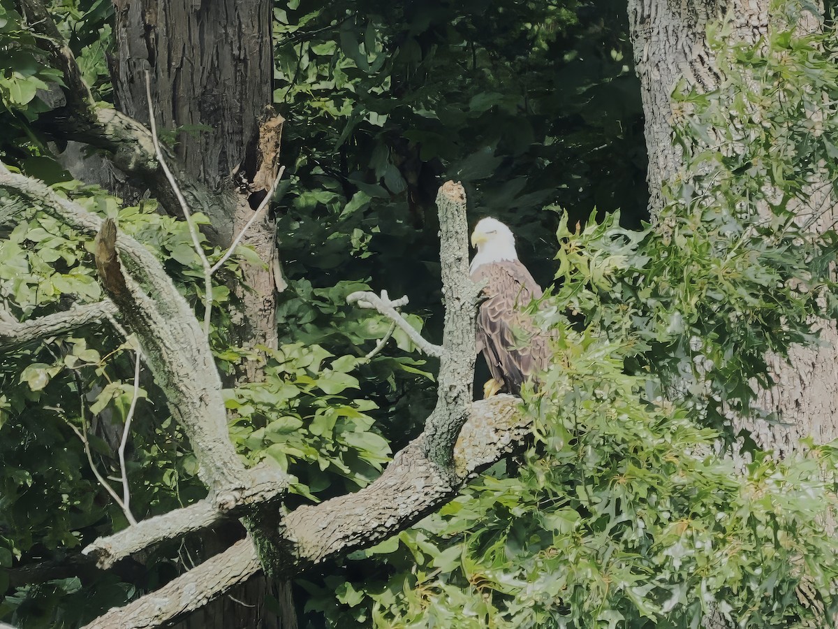 Bald Eagle - ML622289794