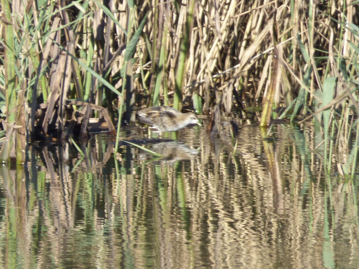 Little Crake - ML622289795