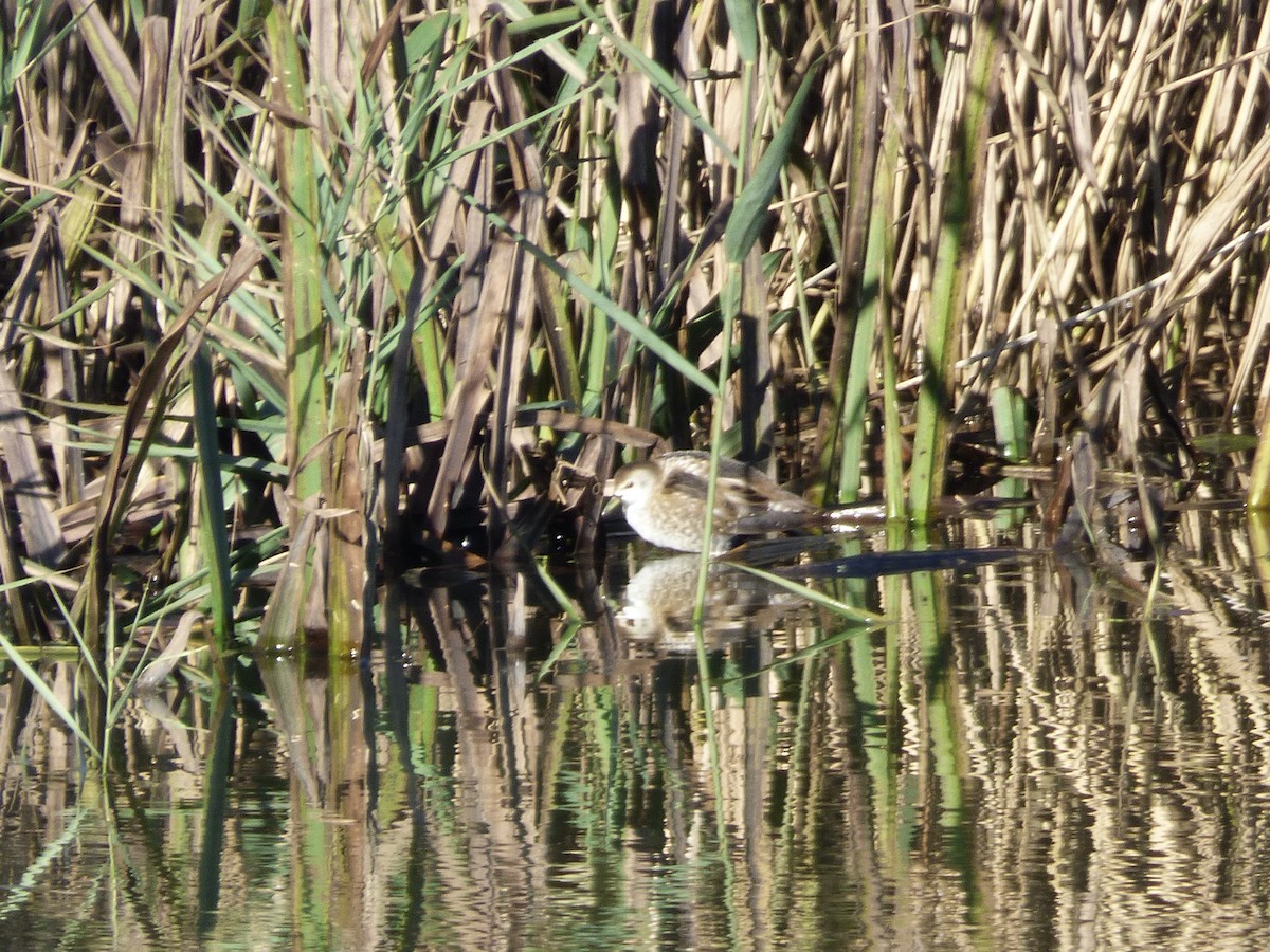 Little Crake - ML622289796