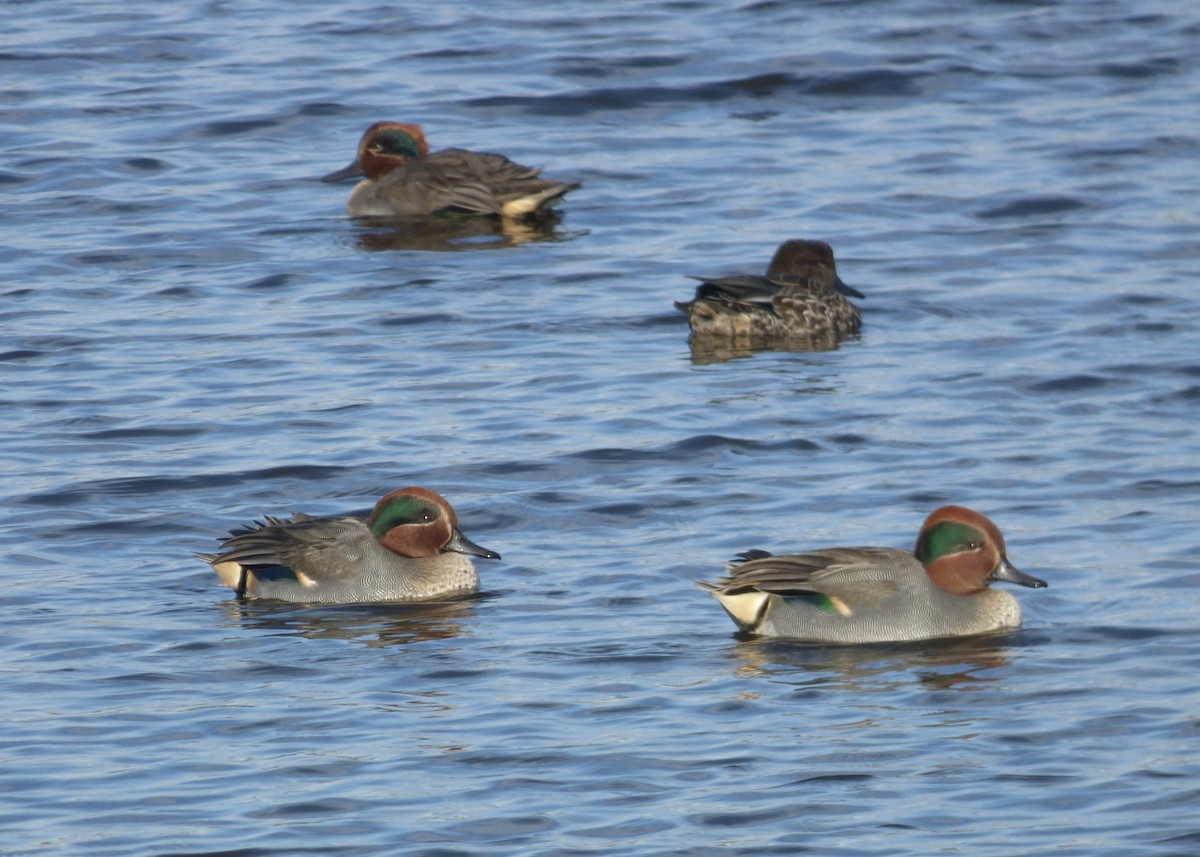 Green-winged Teal (Eurasian) - ML622289802