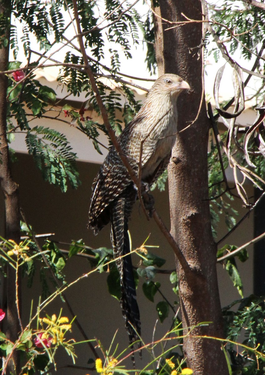 Pheasant Coucal (Pheasant) - ML622289809