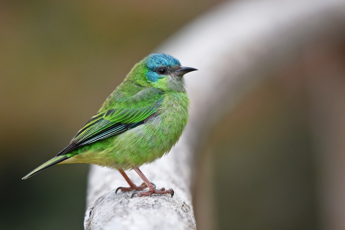 Blue Dacnis - ML622289820