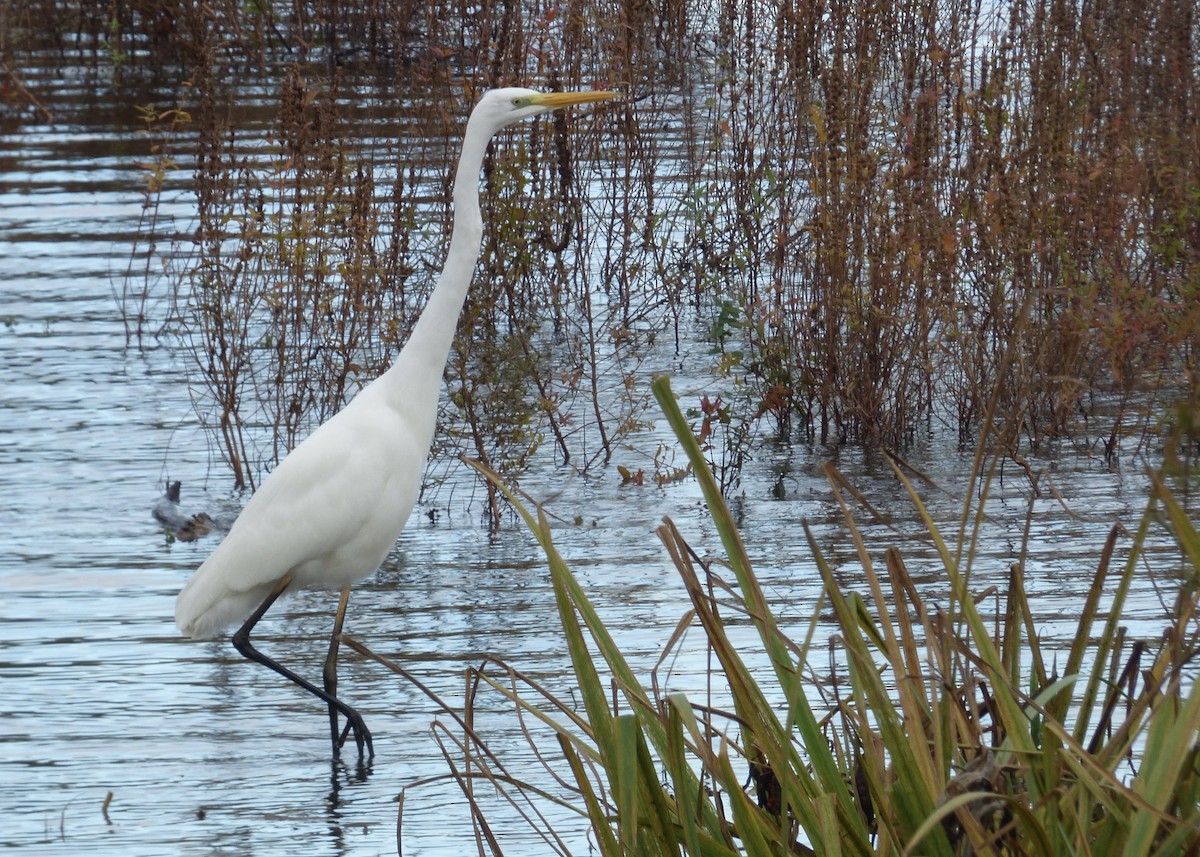 Great Egret - ML622289825