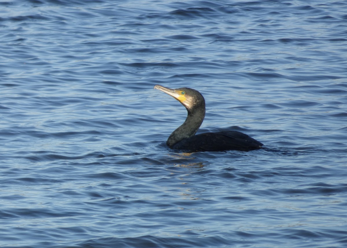 Great Cormorant - ML622289836