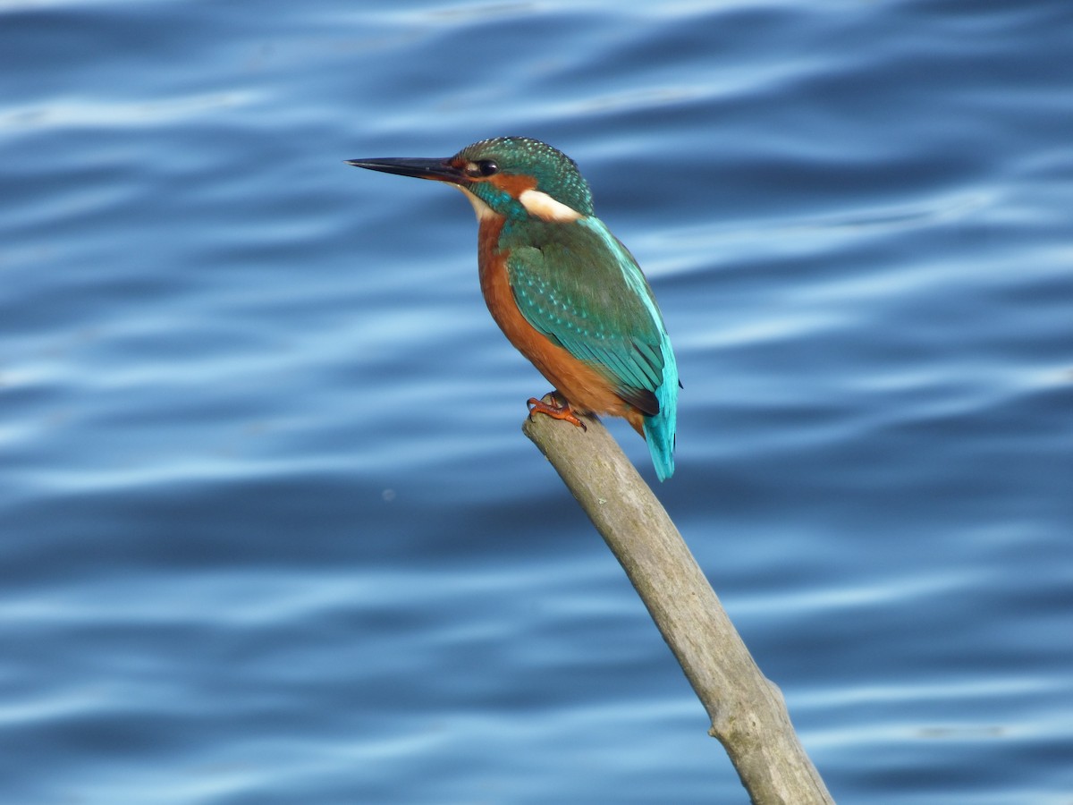 Common Kingfisher - ML622289845
