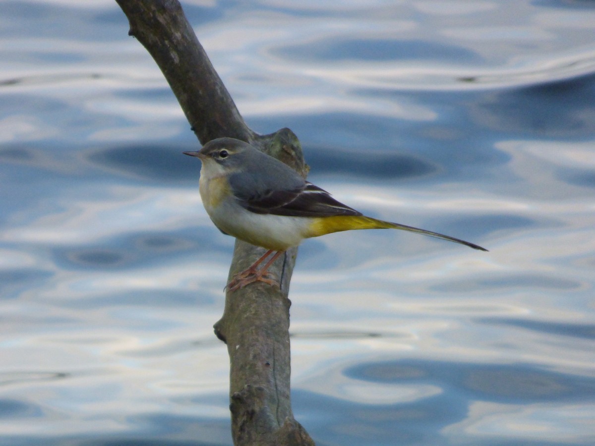 Gray Wagtail - ML622289851