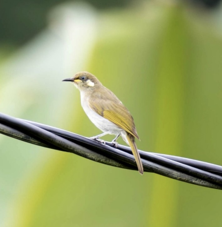 Mimic Honeyeater - ML622289858