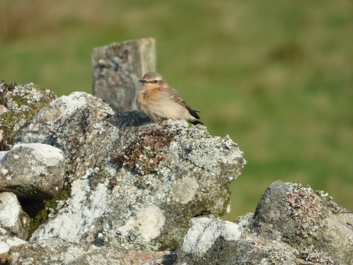 Northern Wheatear - ML622289863