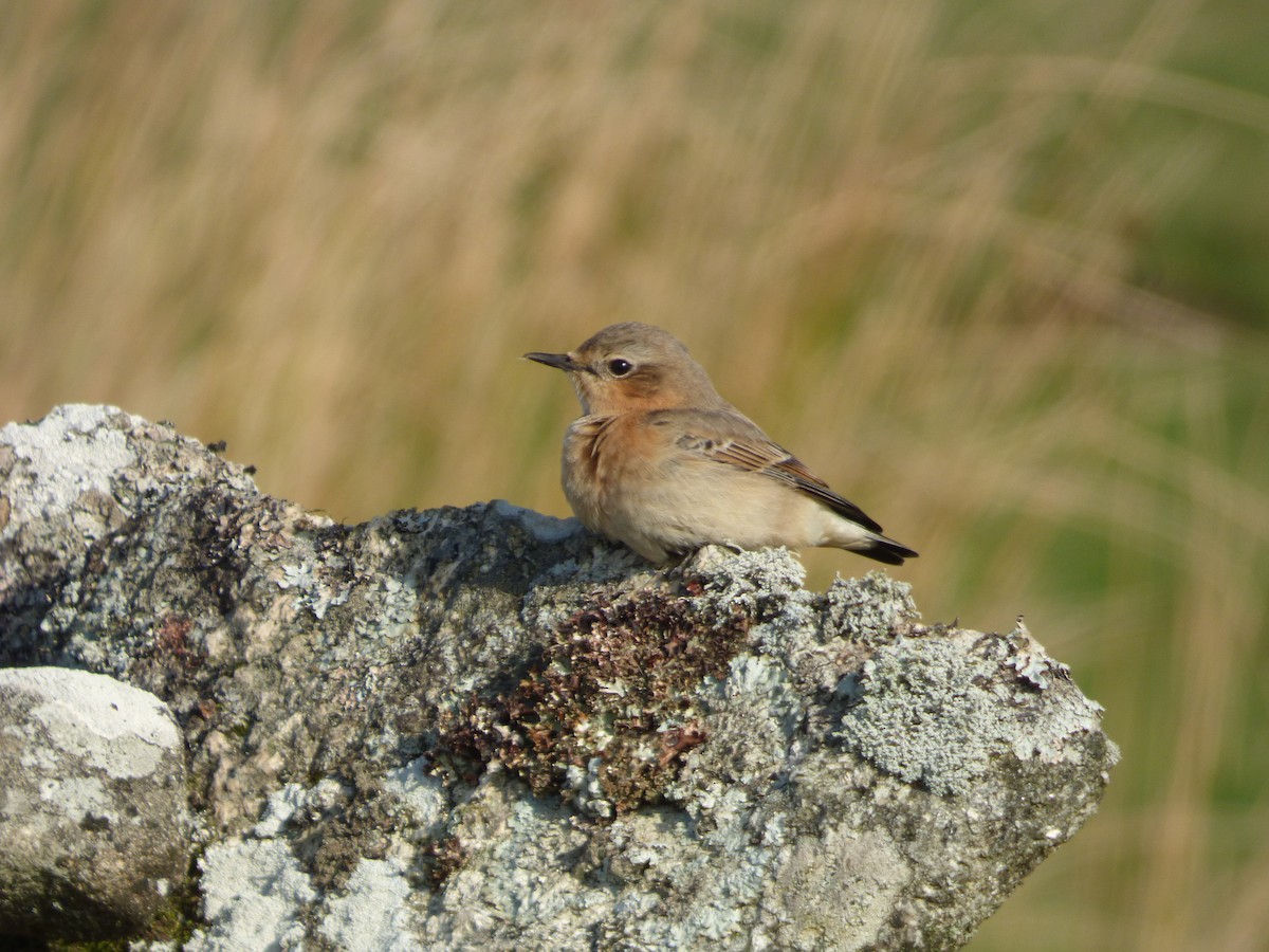 Northern Wheatear - ML622289864
