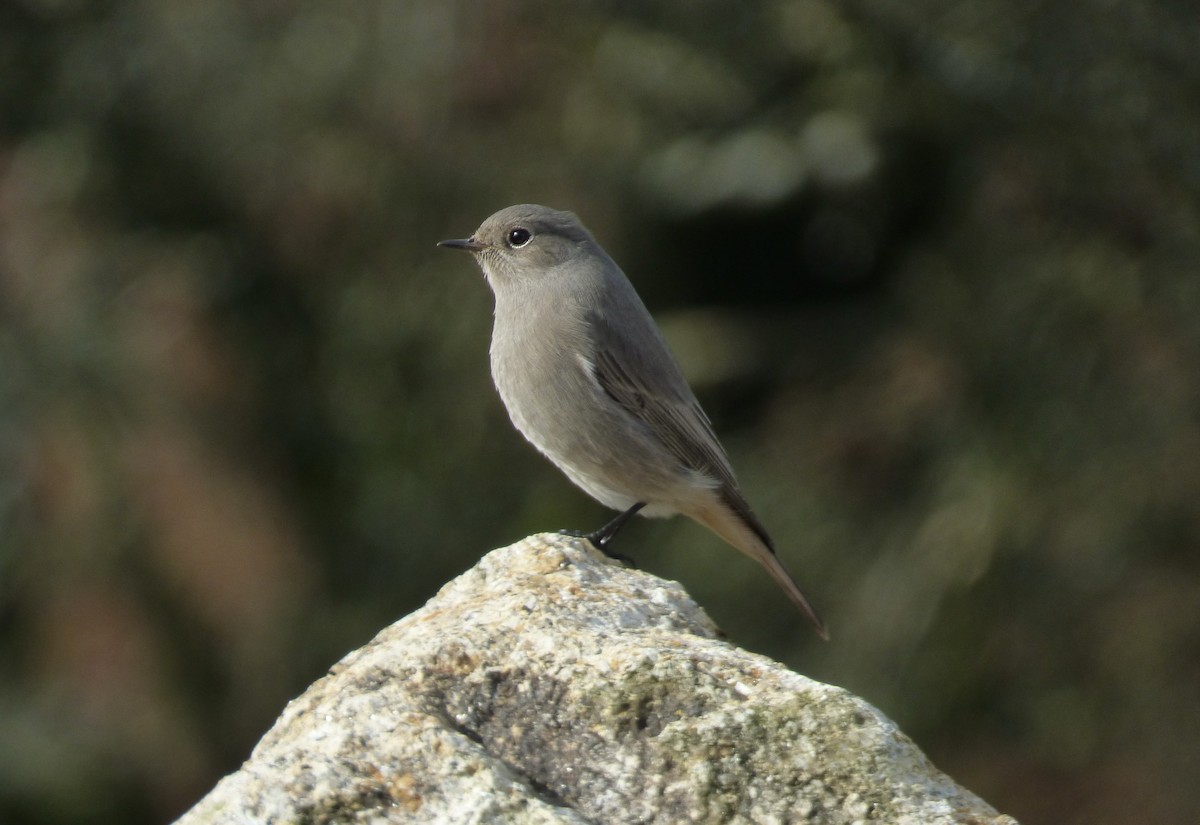 Black Redstart - ML622289869