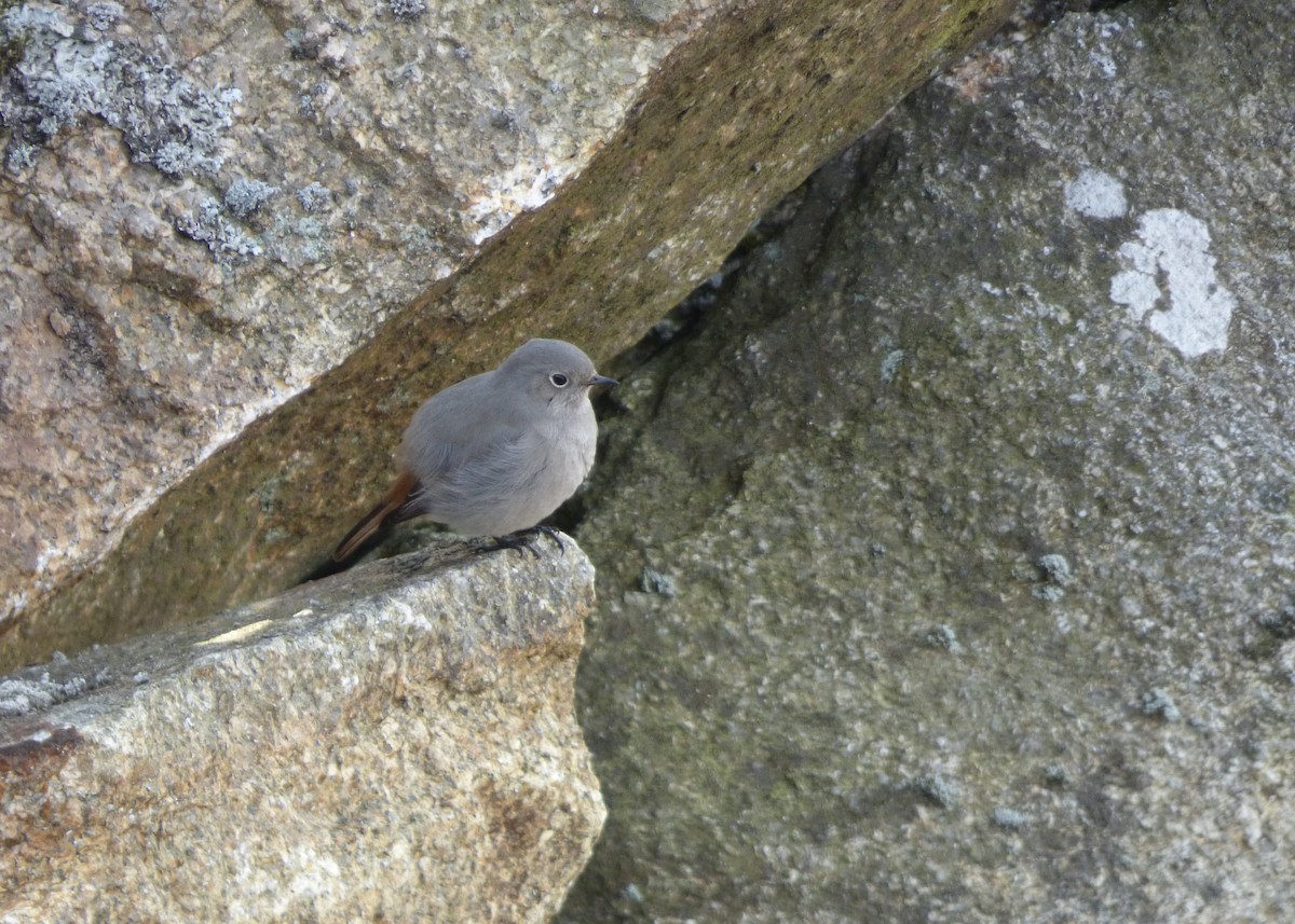 Black Redstart - ML622289870