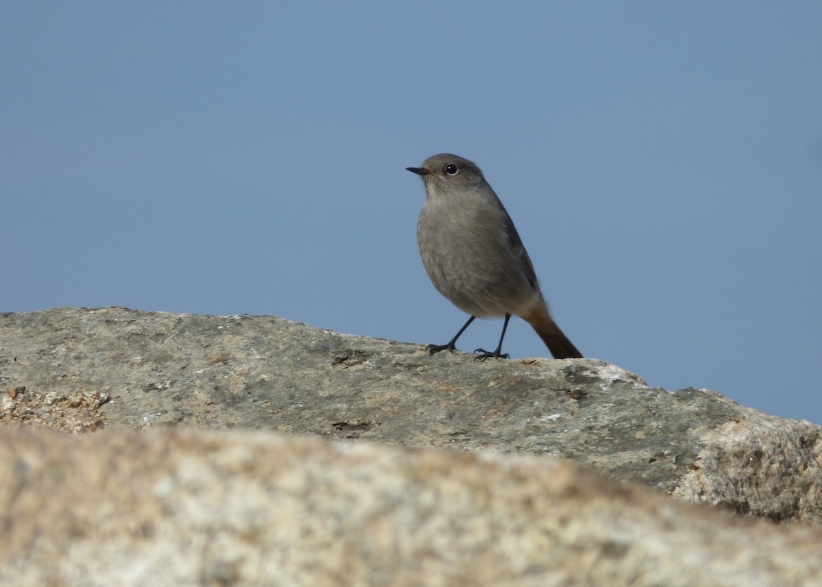 Black Redstart - ML622289871