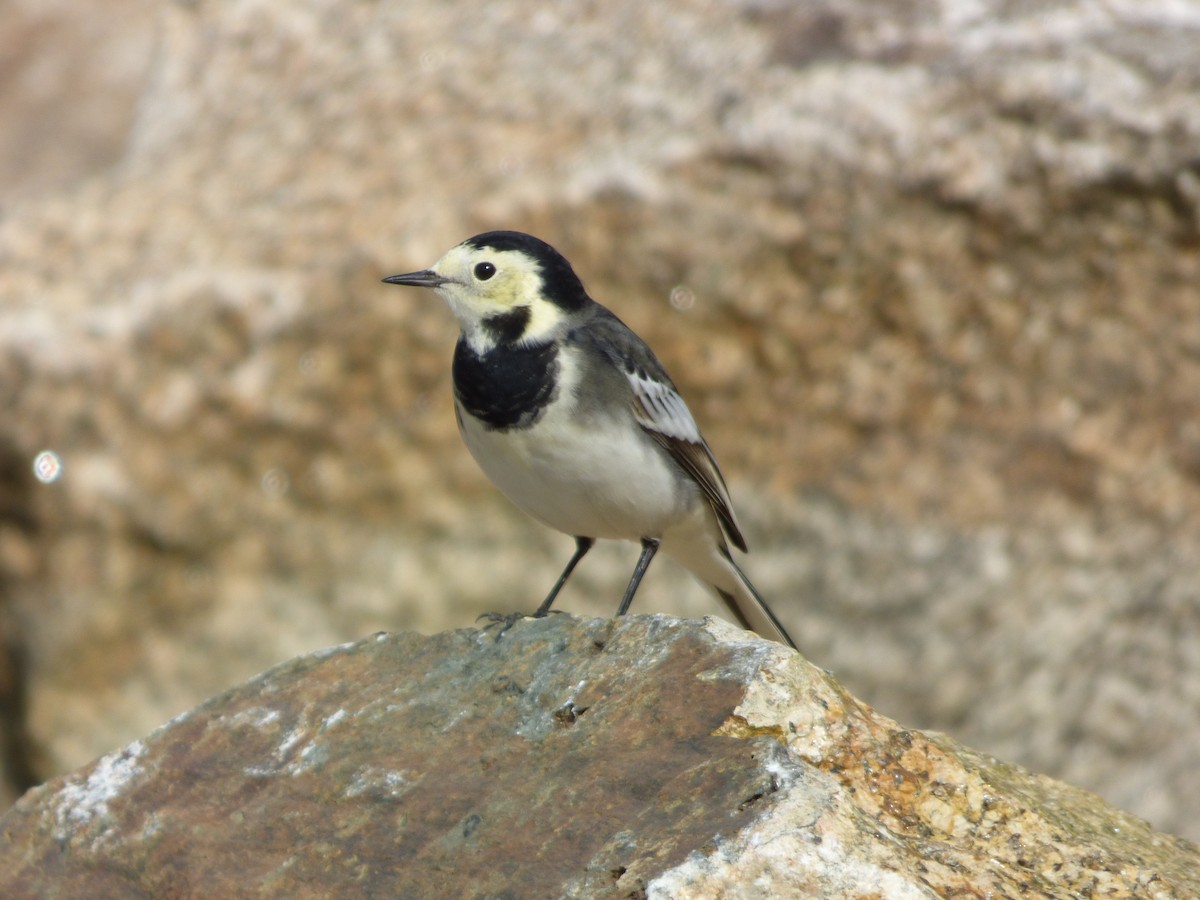 White Wagtail - ML622289875