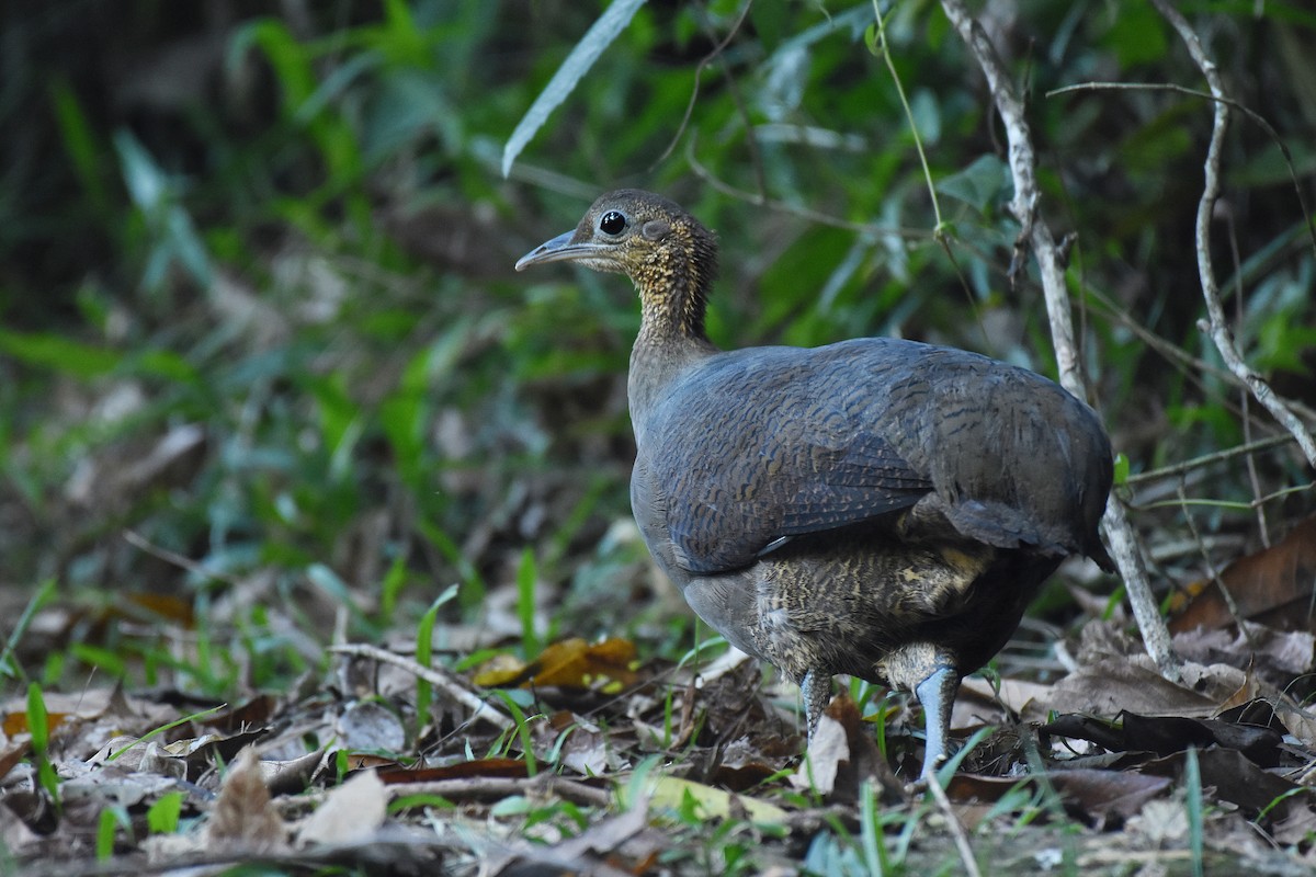 Solitary Tinamou - ML622289878