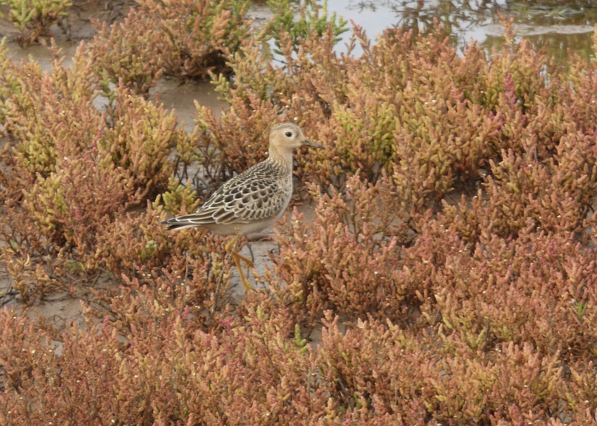 Buff-breasted Sandpiper - ML622289895