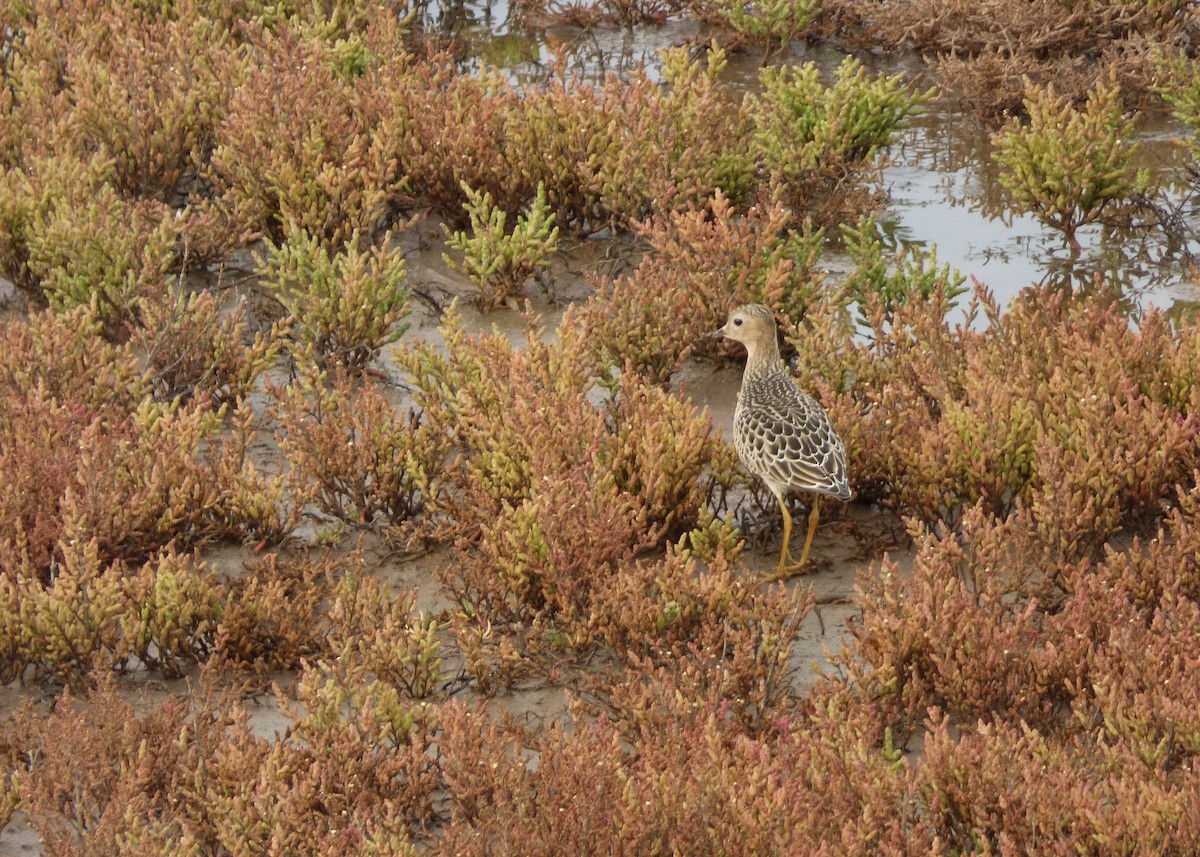 Buff-breasted Sandpiper - ML622289896