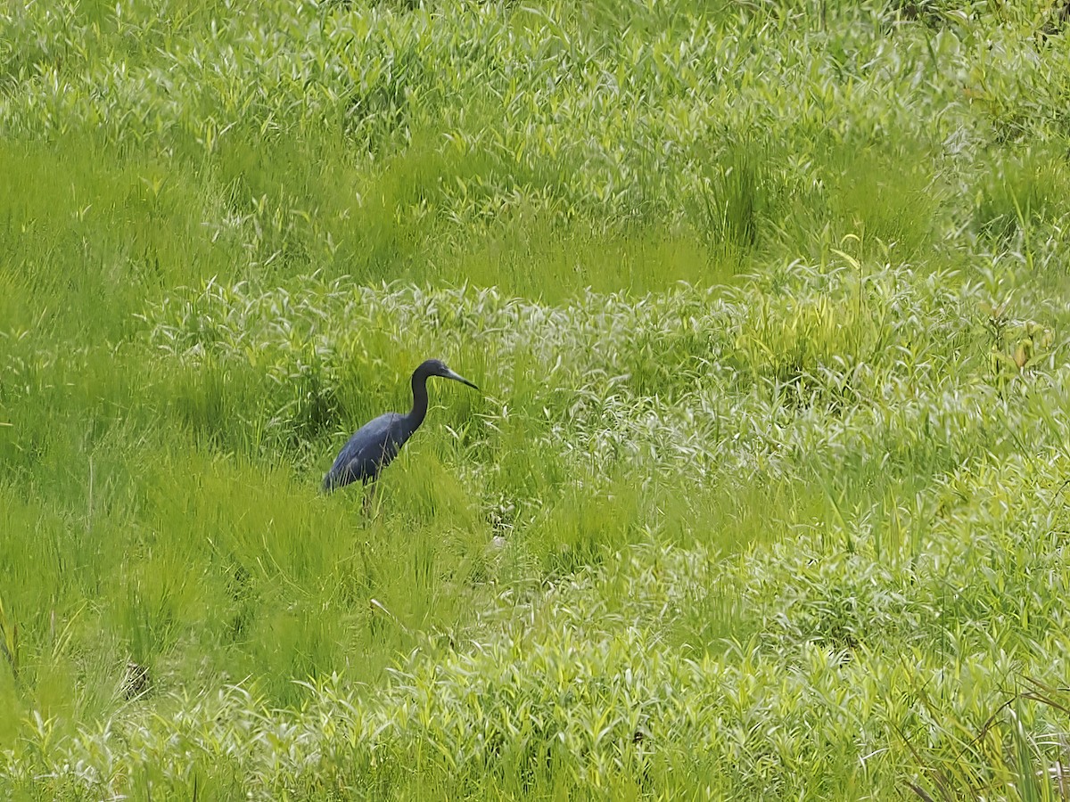 Little Blue Heron - ML622289904