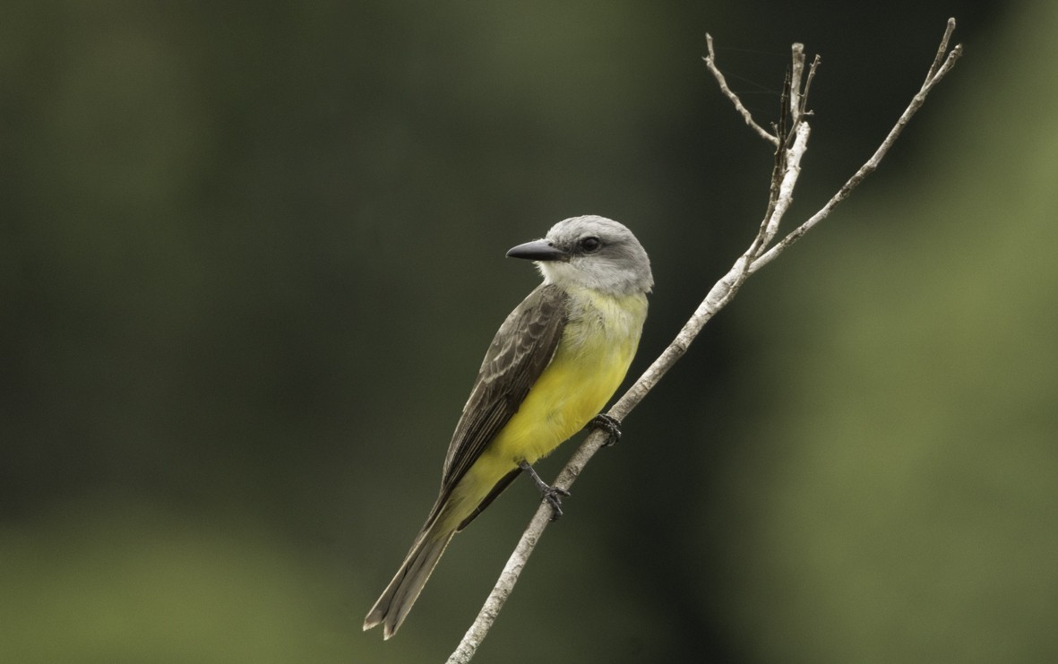 Tropical Kingbird - ML622289917