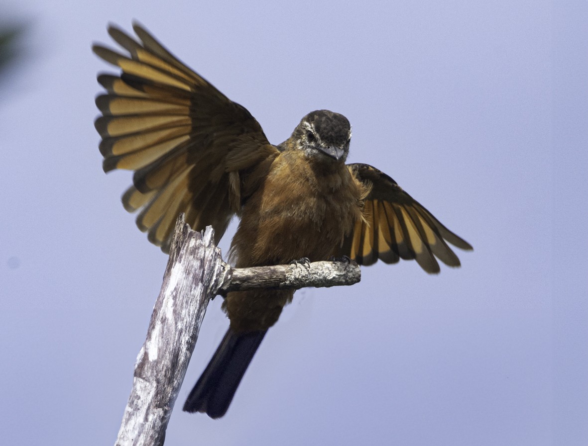 Cliff Flycatcher - ML622289918