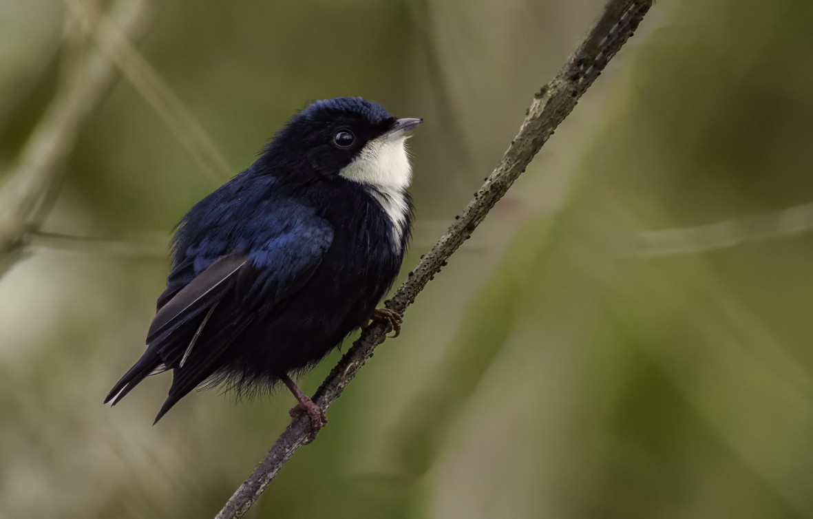 White-throated Manakin - ML622289919