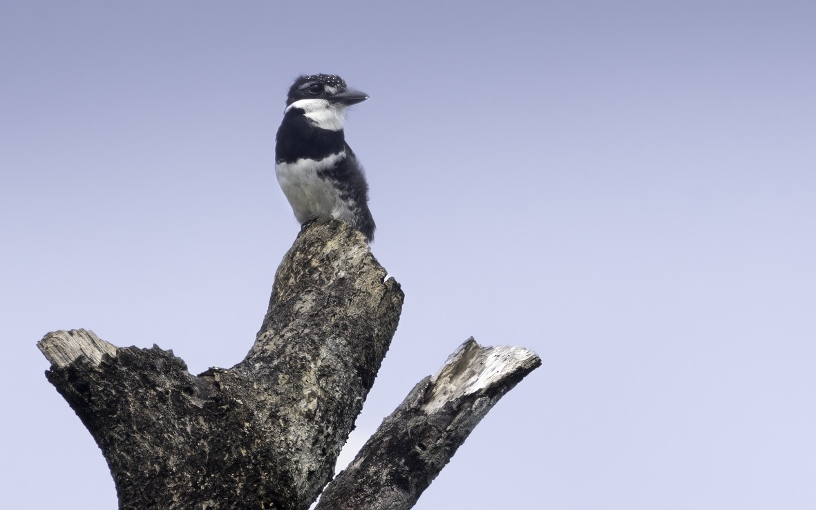 Pied Puffbird - ML622289927