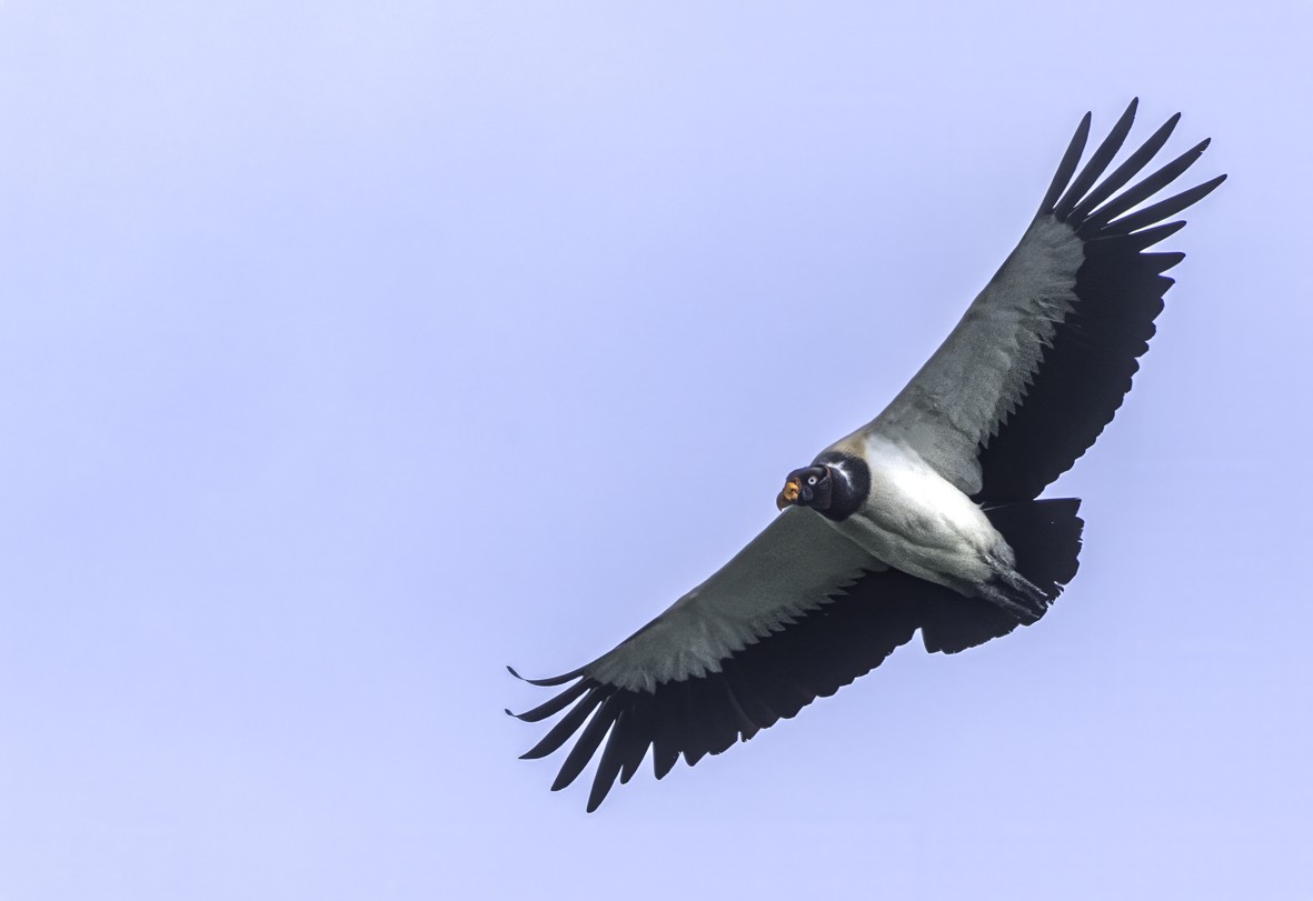 King Vulture - ML622289936