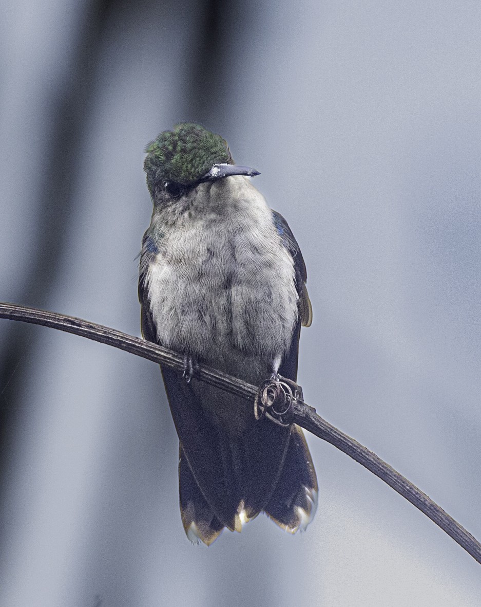 Fork-tailed Woodnymph - ML622289950