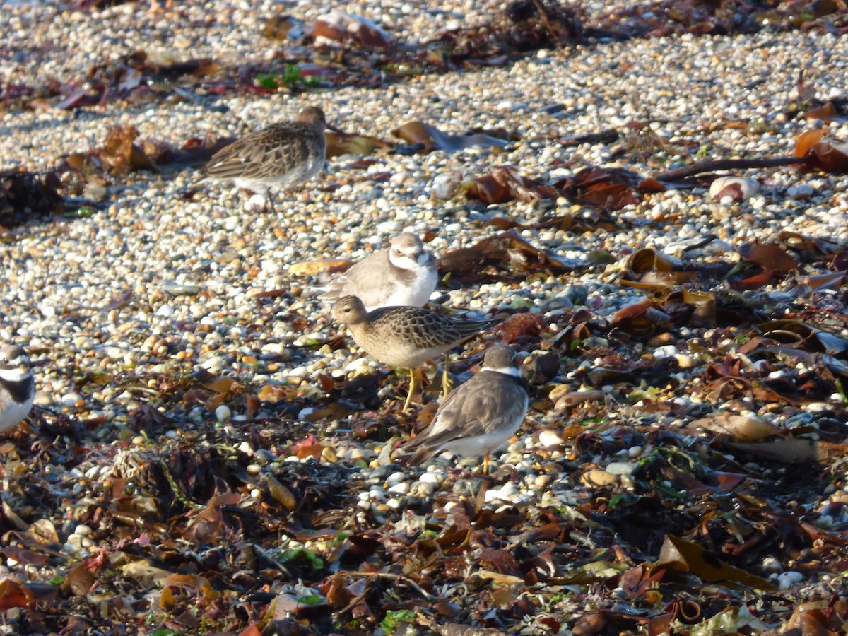 Buff-breasted Sandpiper - ML622289953