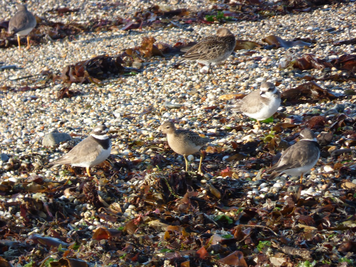 Buff-breasted Sandpiper - ML622289954