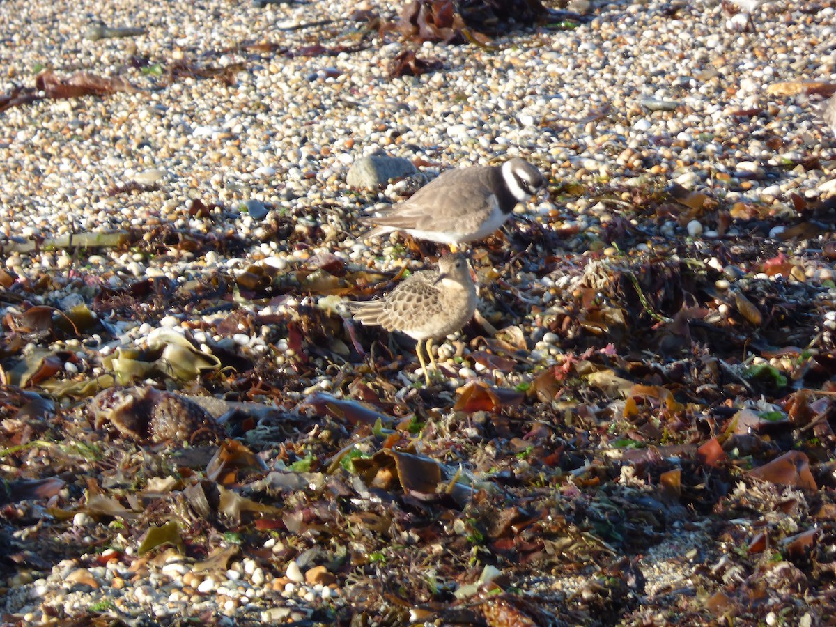 Buff-breasted Sandpiper - ML622289955