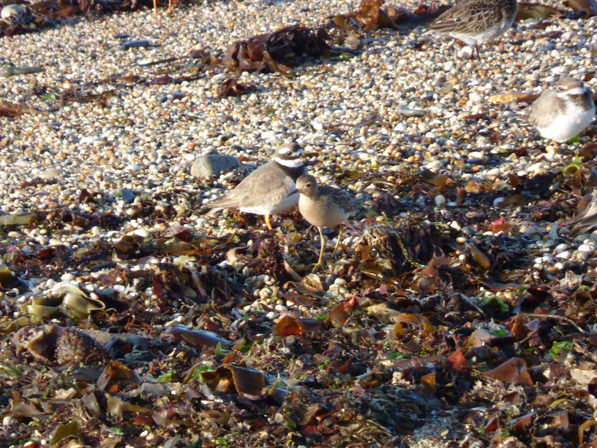 Buff-breasted Sandpiper - ML622289956